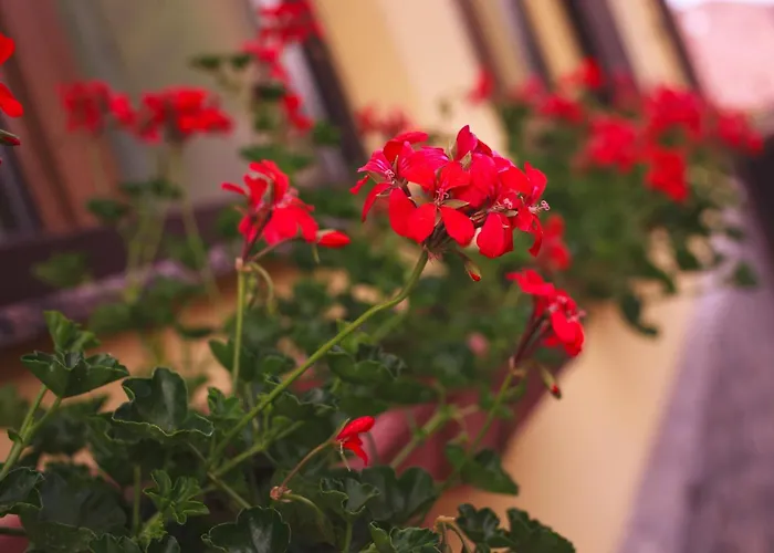 Brasovu Vechi Hotel 4*